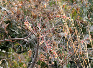 Sterculia pexa