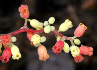 Sterculia pexa