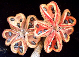Sterculia pexa